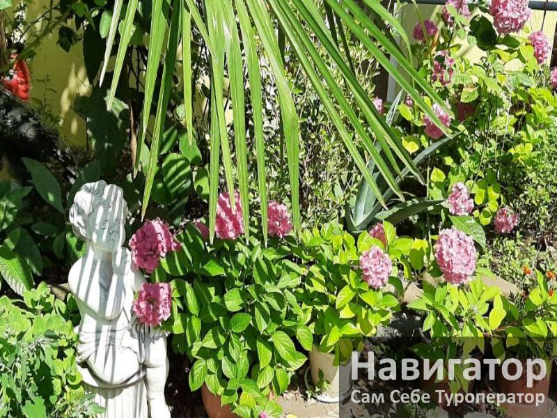 РАФАЭЛЬ - гостевой дом в Адлер РАФАЭЛЬ - гостевой дом в Адлер