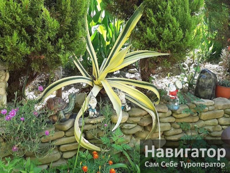 РАФАЭЛЬ - гостевой дом в Адлер РАФАЭЛЬ - гостевой дом в Адлер