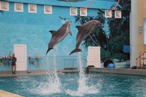 Кисловодский дельфинарий